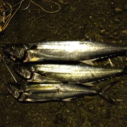 サゴシカッター連発